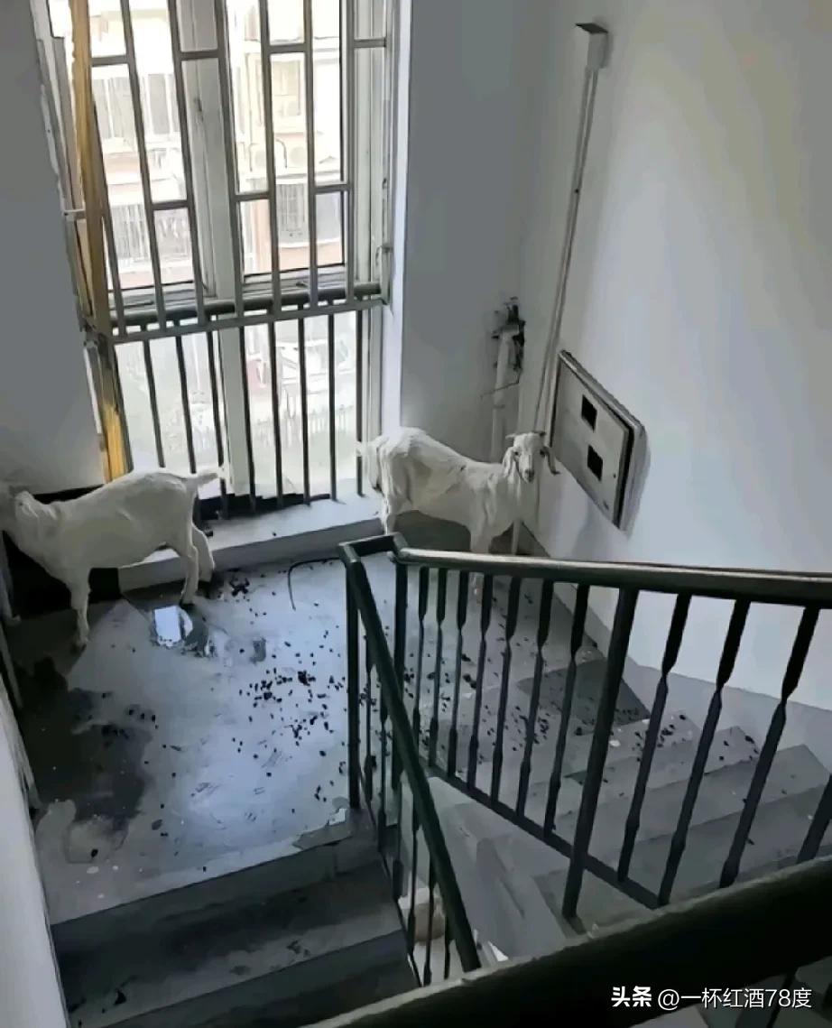 说了农民不愿意住楼房，你们不听，看看这安置房楼道里情景，竟然把羊拴在这里，满楼道