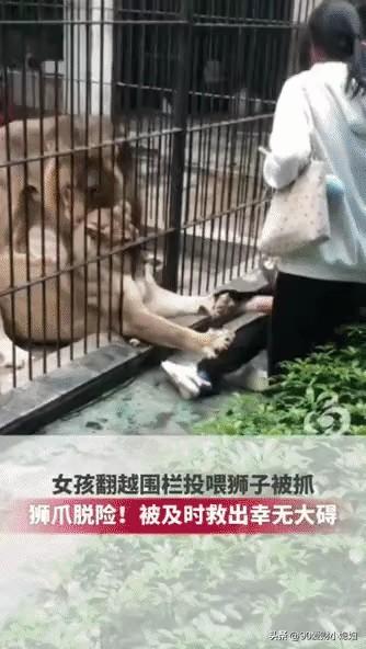 “初生牛犊不怕狮！”广东汕头，父母带女孩去公园看动物，在投喂狮子的时候，小女孩尽
