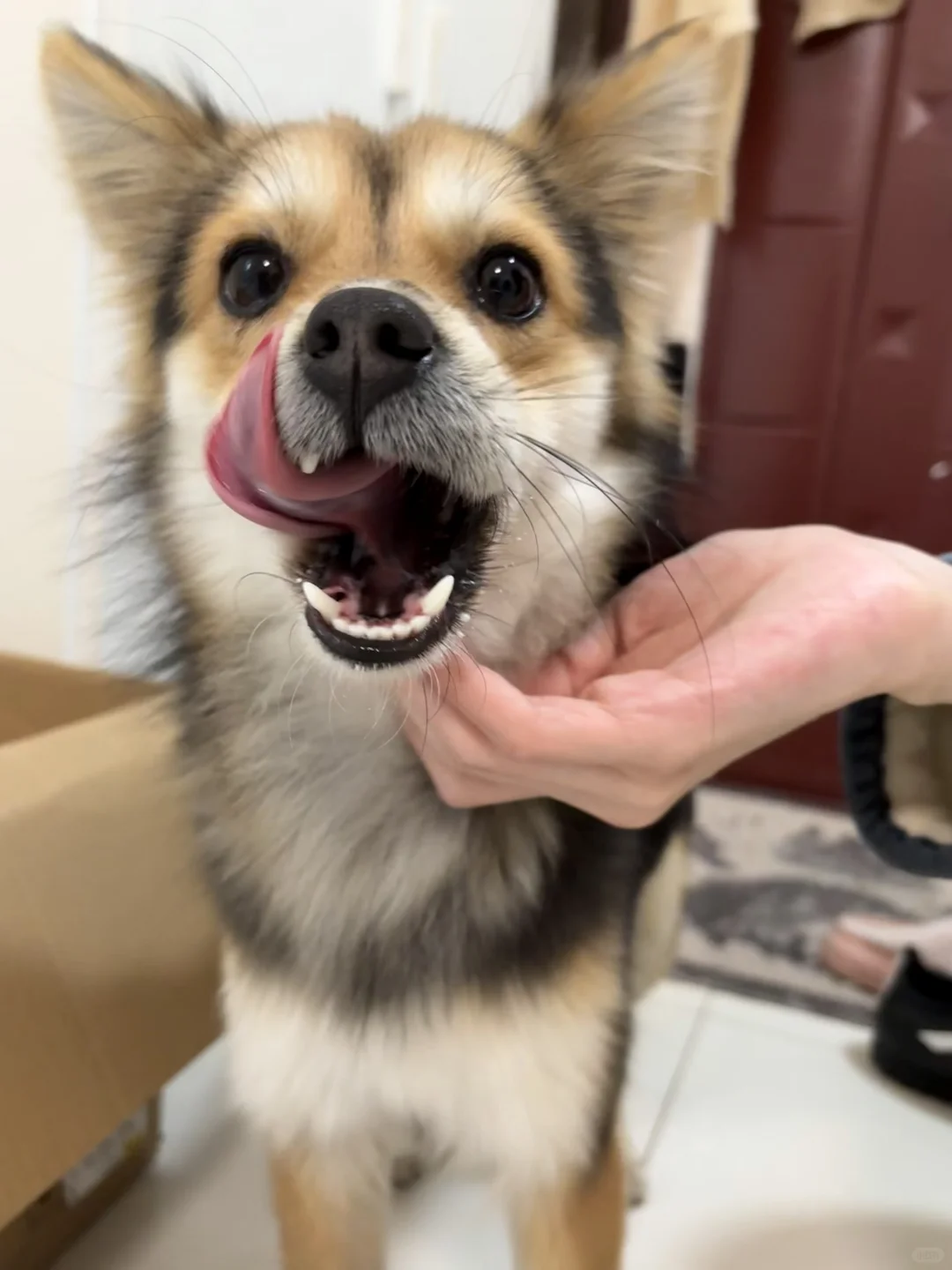 小黑的小心眼一直惦记剩下的肘子肉