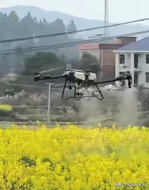 近日，湖南衡阳的油菜花田边，几户蜂农蹲在地上，看着蜂箱门口堆得厚厚的蜜蜂尸体，手