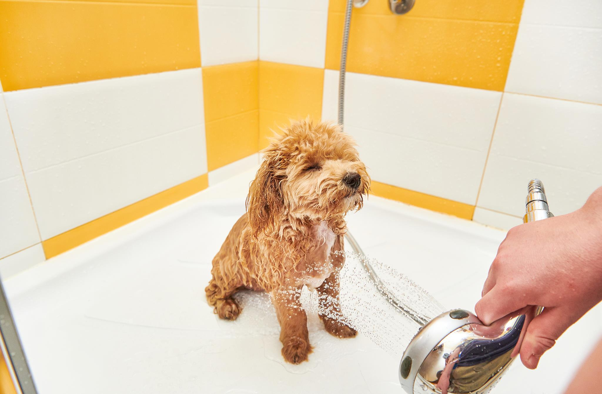 【#女子宠物犬走失获情感慰藉补偿#】徐女士将爱犬送到当地某宠物医院洗澡美容，但是