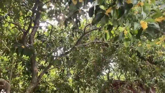 国庆长假，满觉陇赏桂可安排！
国庆长假，你去哪里玩？
有网友建议去西湖边的满觉陇