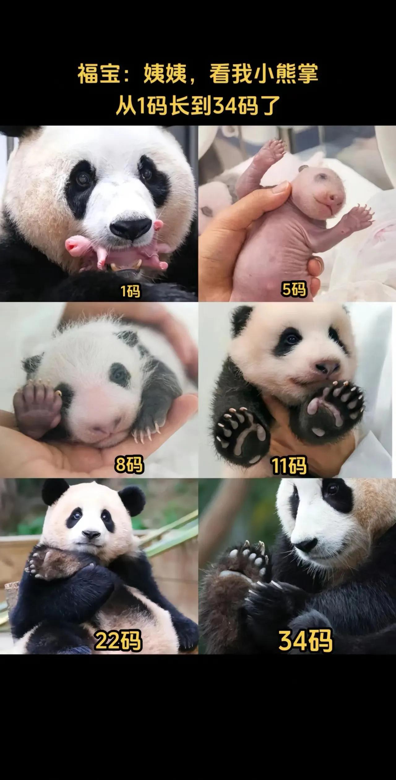从蹒跚学步
到坚定地走着熊生的每一步
勇敢无畏的猪猪[加油加油][加油加油][加