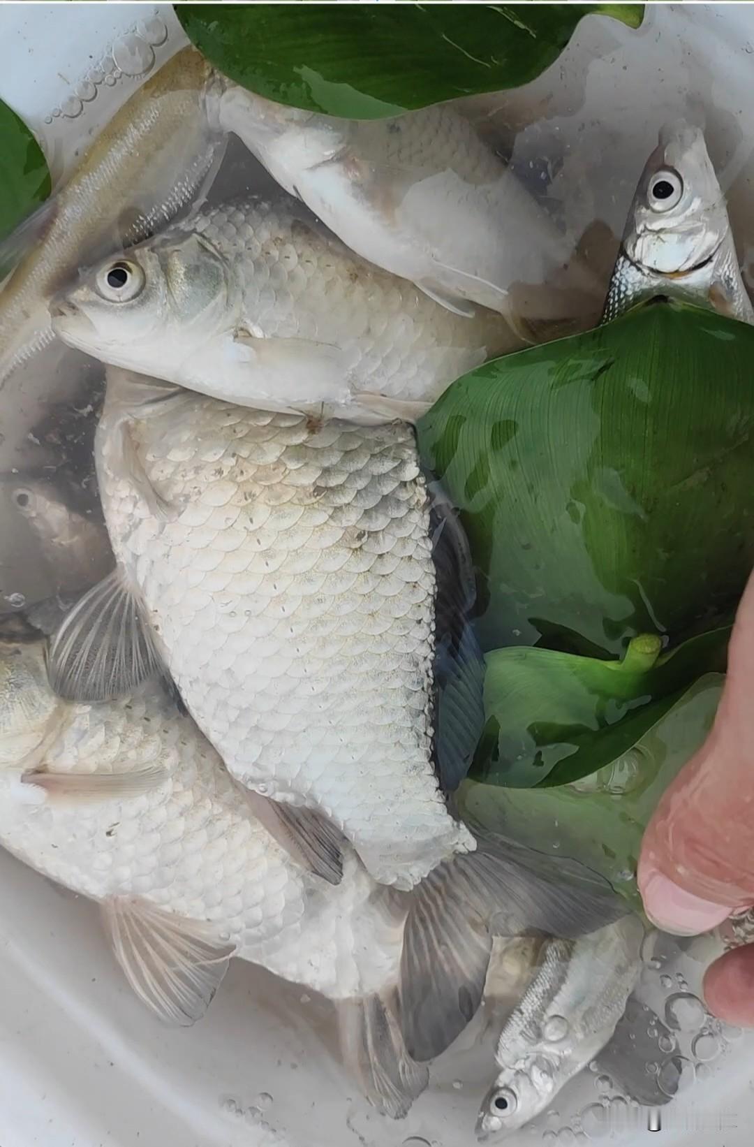 真不知道用吃铅量1克以下的浮漂钓鱼的人，是一种怎么样的心理。

而且像那种喜欢用