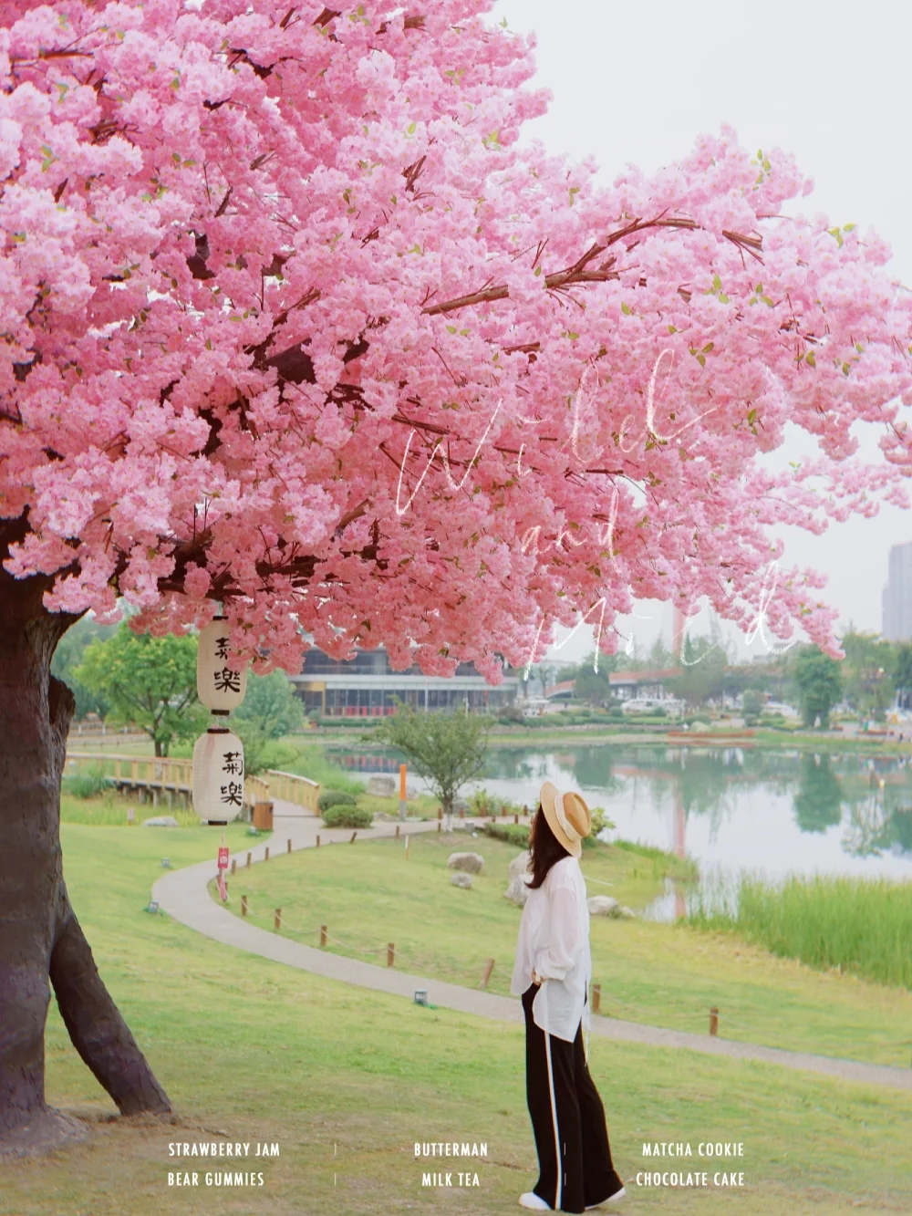成都惊现十米樱花树🌸免费拍照超出片📸