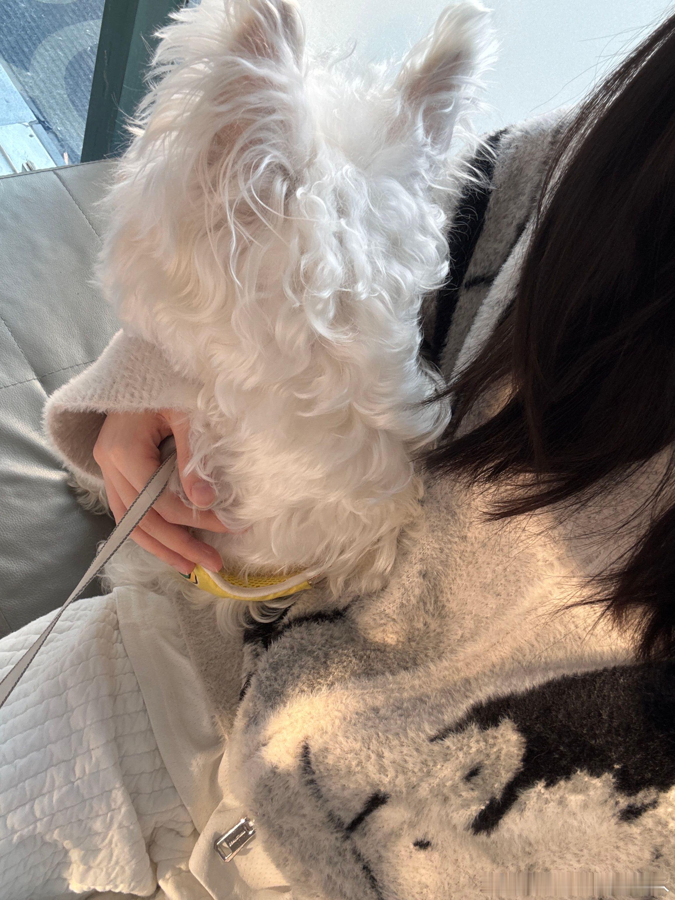 不呆在妈妈怀里的小呆🐶 