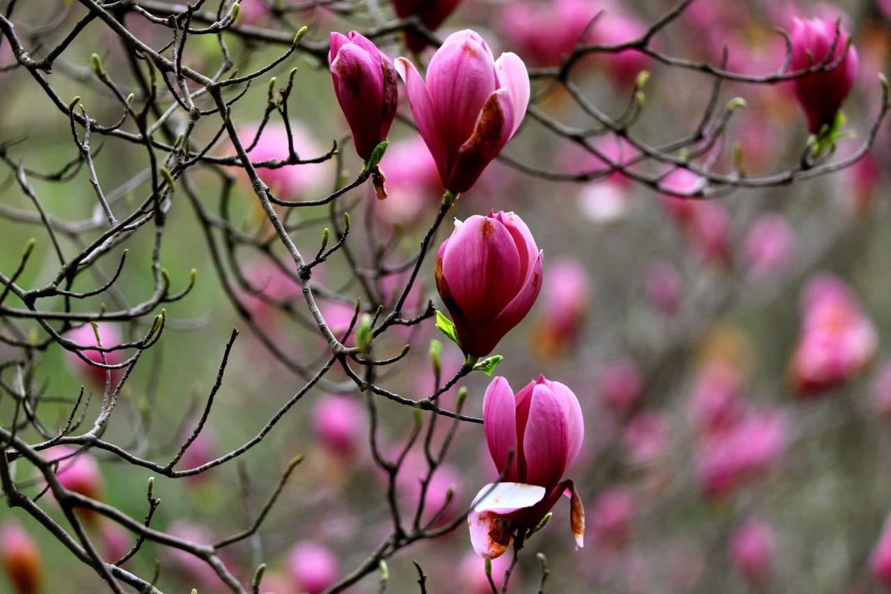 枝桠描墨，玉兰凝妆。
紫韵轻绽，不负春光。
每一朵舒展，都是春日最温柔的诗行。