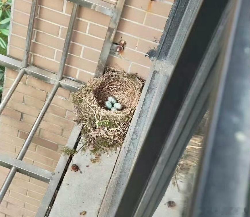 #鸟粉投稿# 窗外孵蛋的【乌鸫】（恭喜鸫鸫开始繁殖了，这个期间的鸫哥战斗力是翻倍