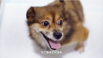 黄子弘凡探望截肢疗愈犬眼眶湿润 黄子弘凡吉他弹唱陪伴孤独症孩子 黄子弘凡见截肢疗