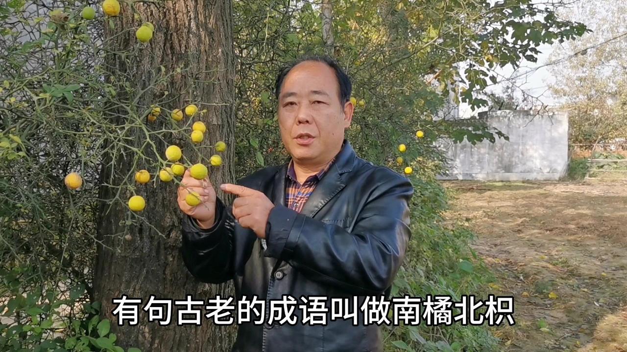 南橘北枳你真的了解吗？🍊“南橘北枳”背后的植物，就是这浑身是刺的枳！小时候总觉