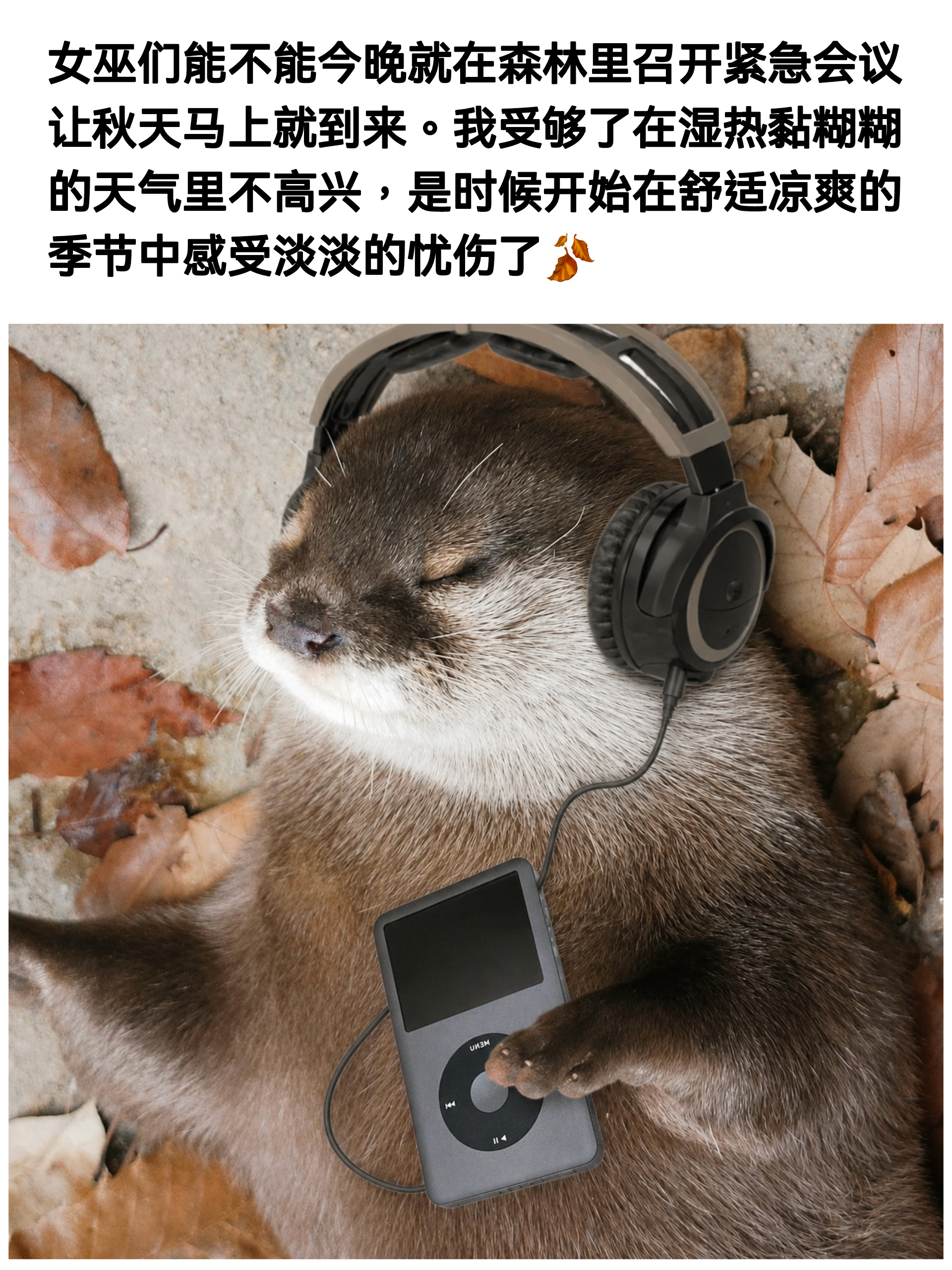 夏天的尾巴太黏，我想去秋天里发呆水獭