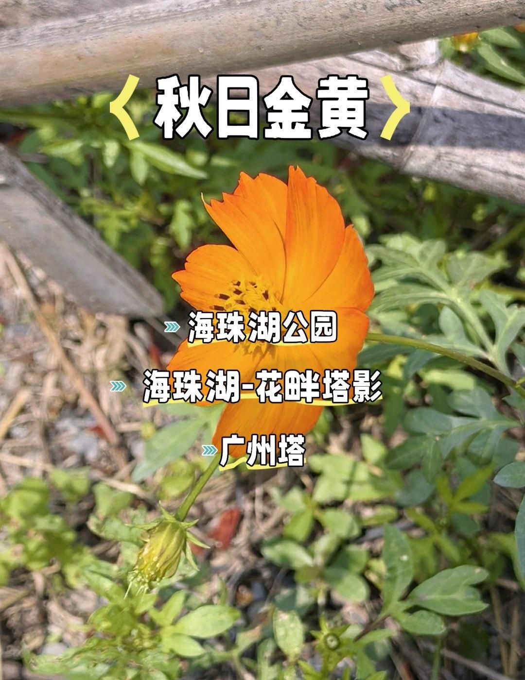 公园里的浪漫邂逅
📍广州 
笔记任务中心专属推荐任务0元玩转这座城
广州城央秘