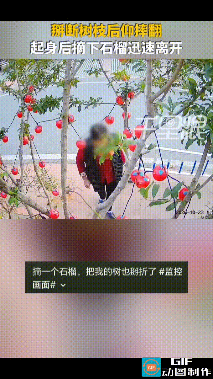 10月23日，河北廊坊，大妈看到路边的石榴树果实熟透了，石榴圆鼓鼓地坠在枝头，像