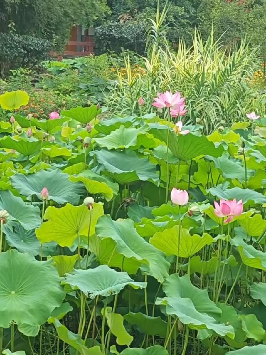 夏赏荷塘
 
满塘翠叶映霞光，粉蕊盈盈沐晓凉。
碧水轻摇云影寂，柔风漫送浅花香。
