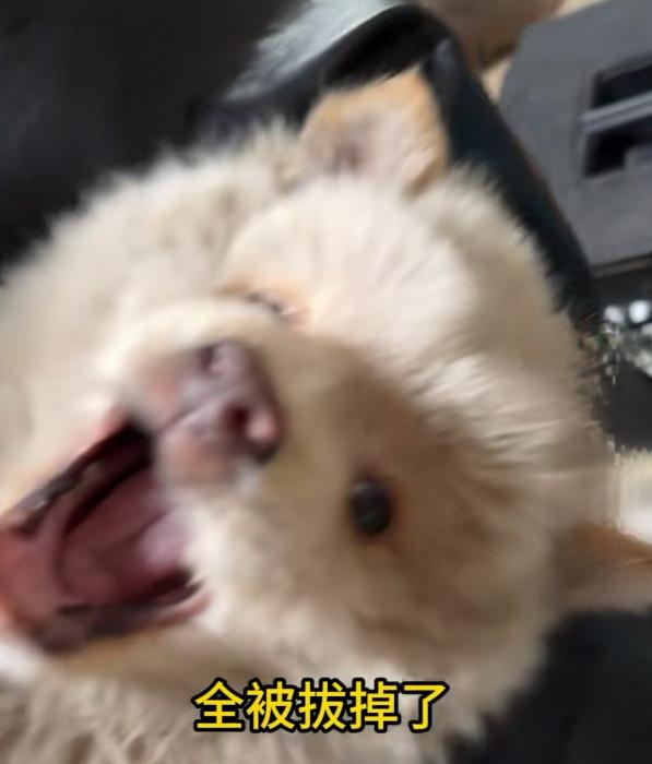 刚失去妈妈的小狗被人拔光了牙齿，一有人碰它就到底疯狂哀嚎。听路人说这只小狗以前和