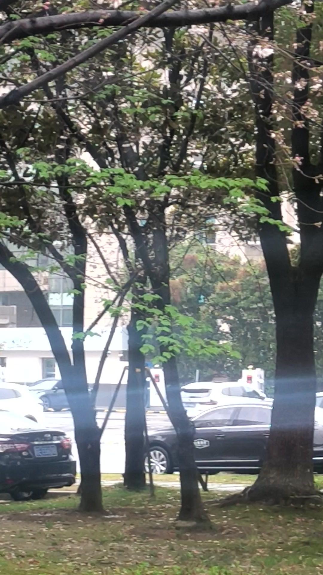 🌸一睁眼就被铺天盖地的花海治愈了！小区楼下的樱花开得正盛，粉白花瓣像雪片似的飘