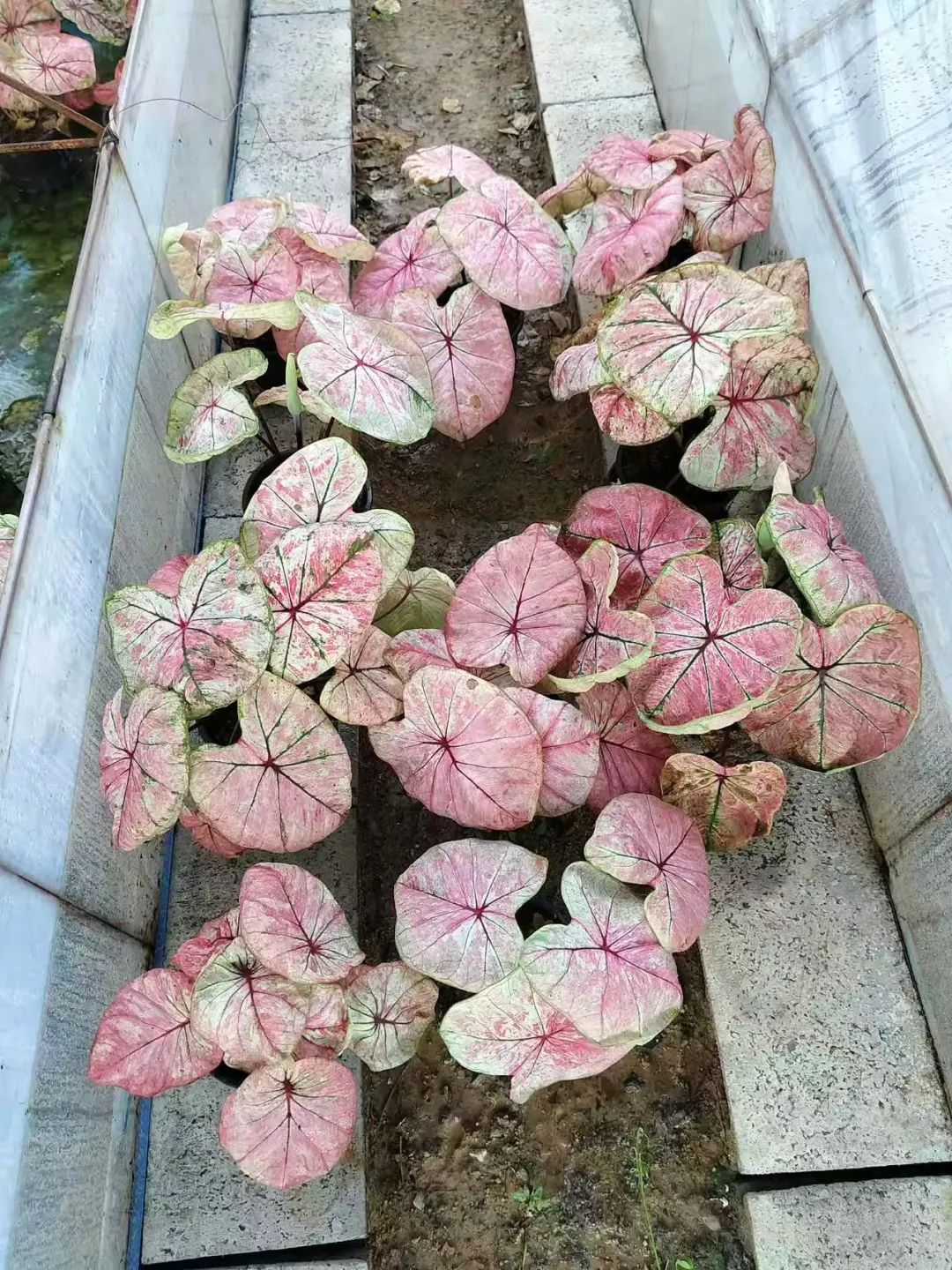 大颗阿鲁亚