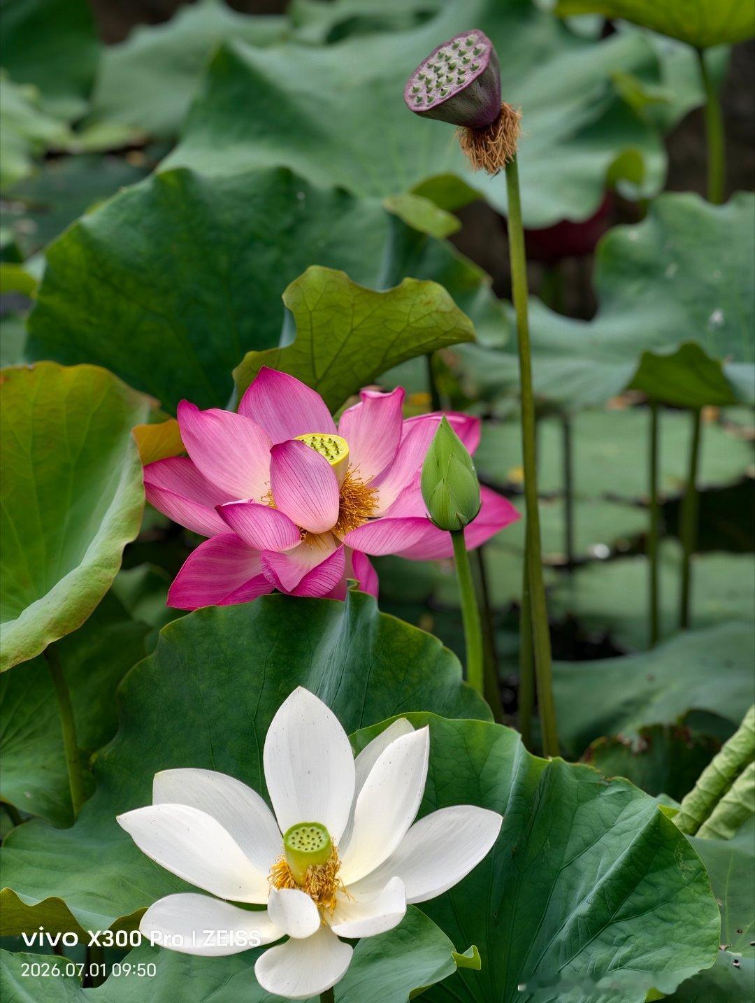 盛夏已至，暗香浮动荷花池～ 