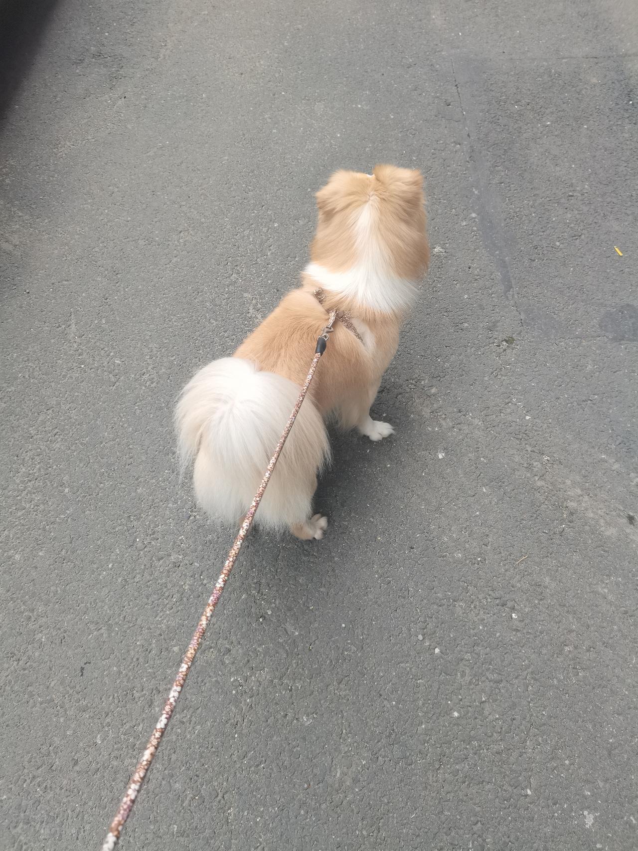 今天 G 哥在出门上班的时候，我把小狸花关在了他睡觉的屋子。

千防万防，忘了防