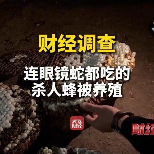 最近网上有个事儿闹得挺大，说的是一种被称为“杀人蜂”的虎头蜂，居然被当成“致富项