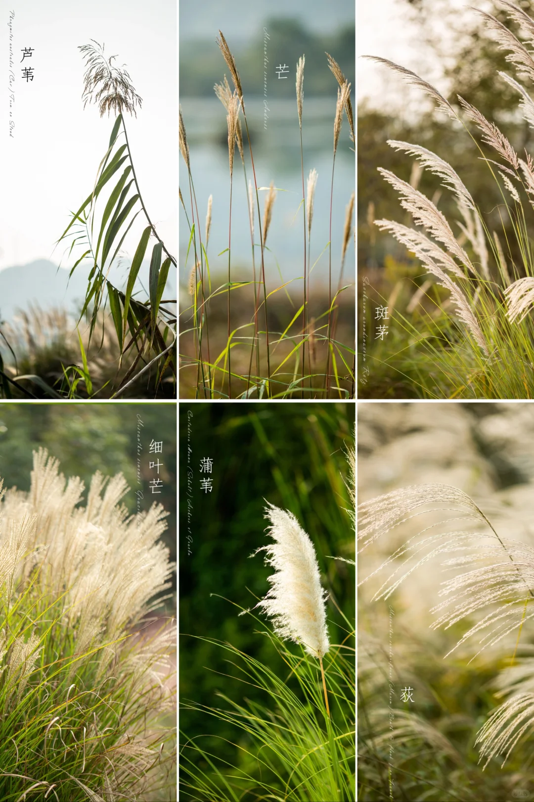 你们称之“芦苇”的植物大集合来了！
