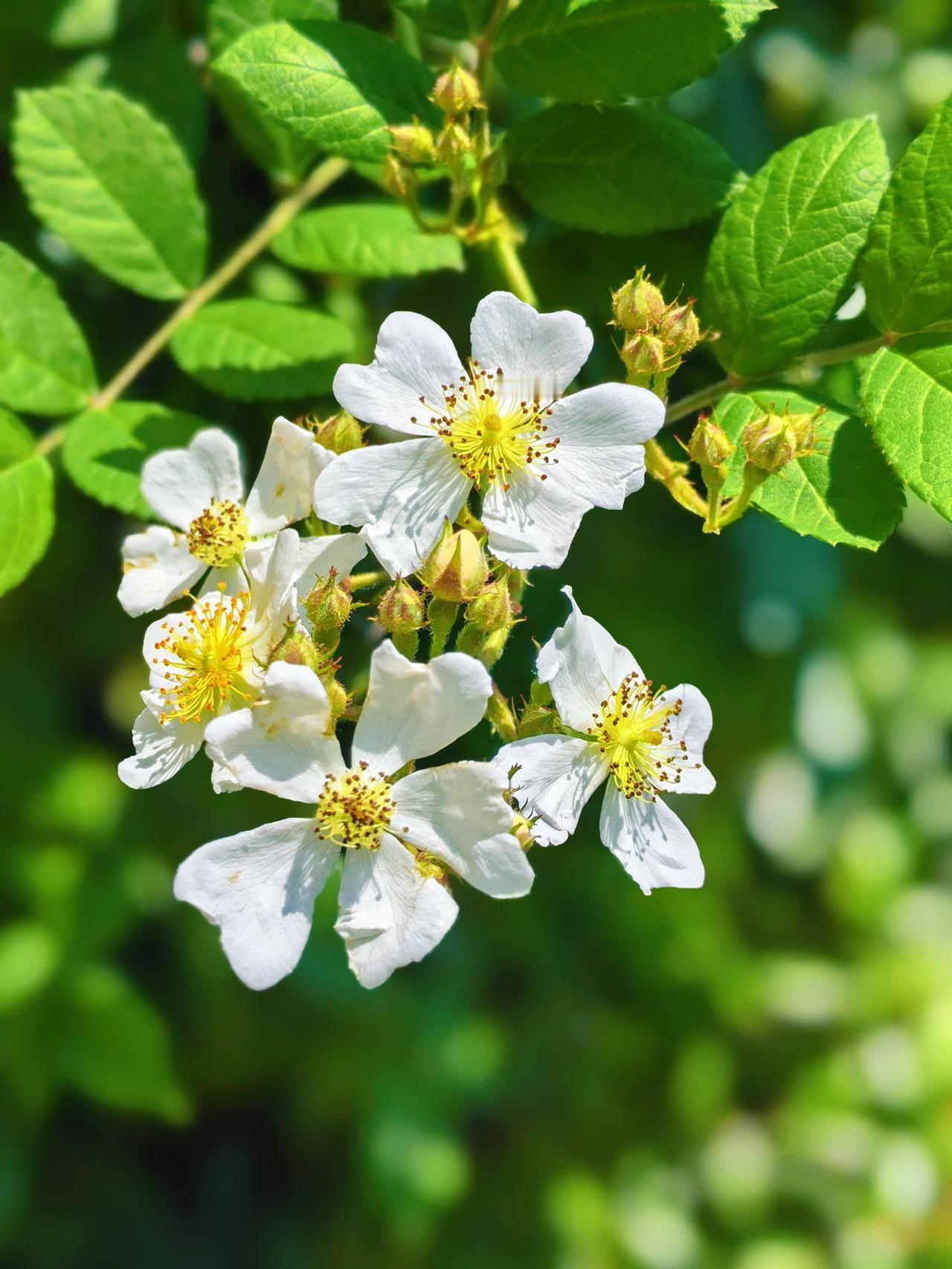 朝春天里，
慢慢地走去，
去撒个欢。

拾一抹春色～

万事万物，
皆可温柔以待