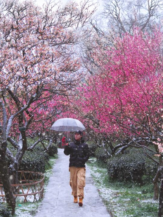 期待接下来的南京！雪天赏梅会是种什么体验