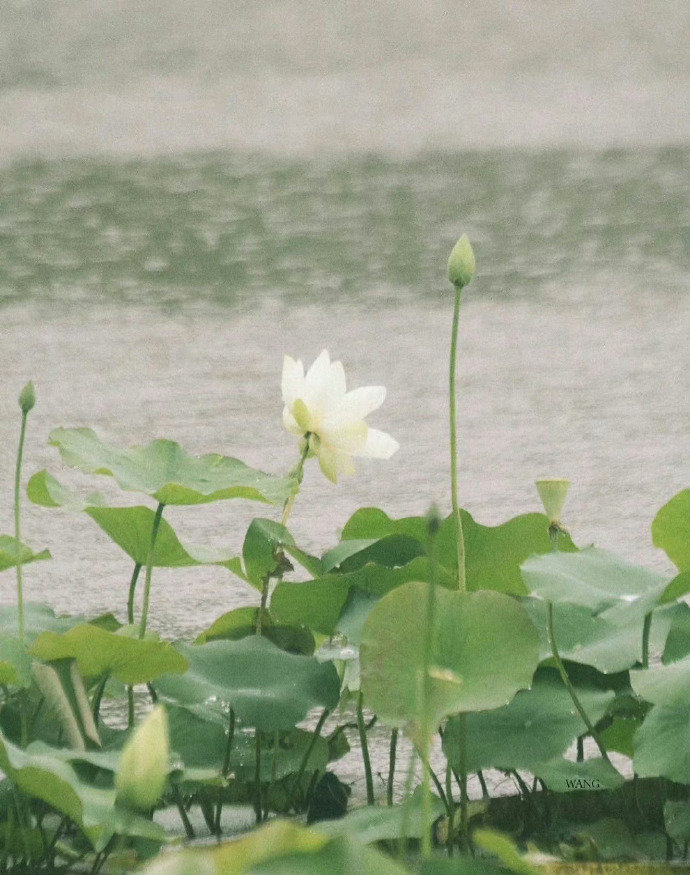 “ 荷叶满池鸣夏雨 ... ” ​ ​​​