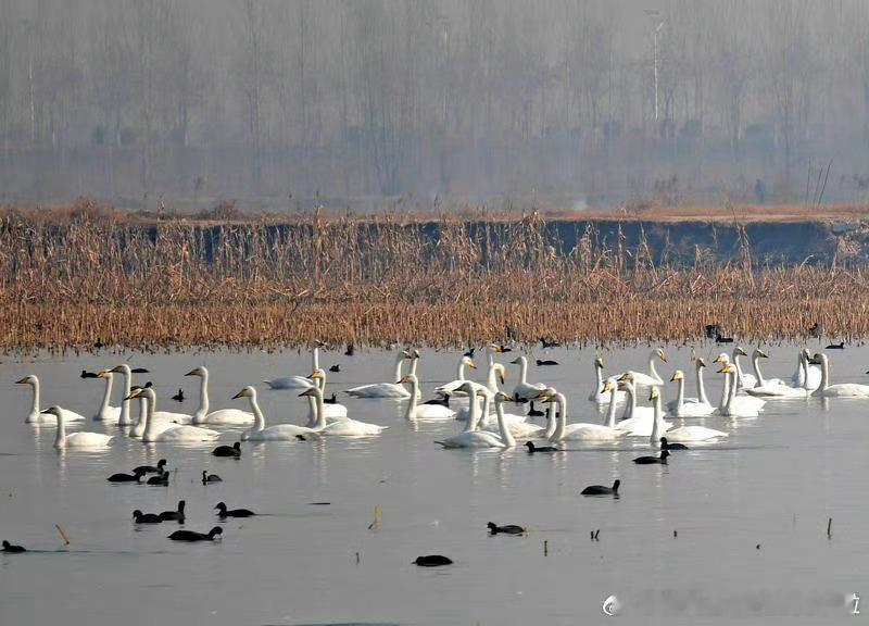 【西安市民自驾打卡渭南天鹅湿地】12月7日，冬日暖阳洒落大地，不少西安市民趁着假