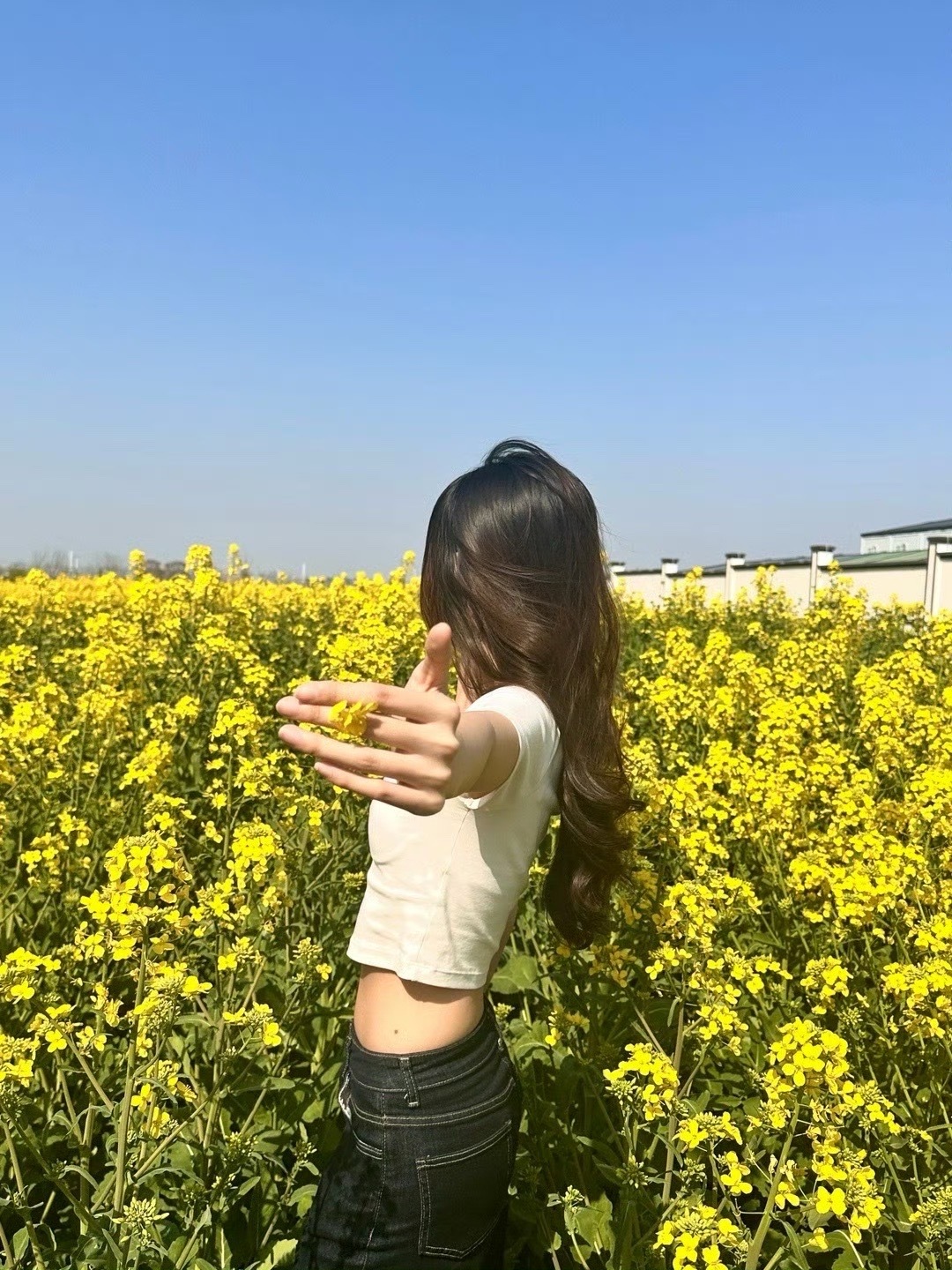 油菜花拍照[哇] ​​​