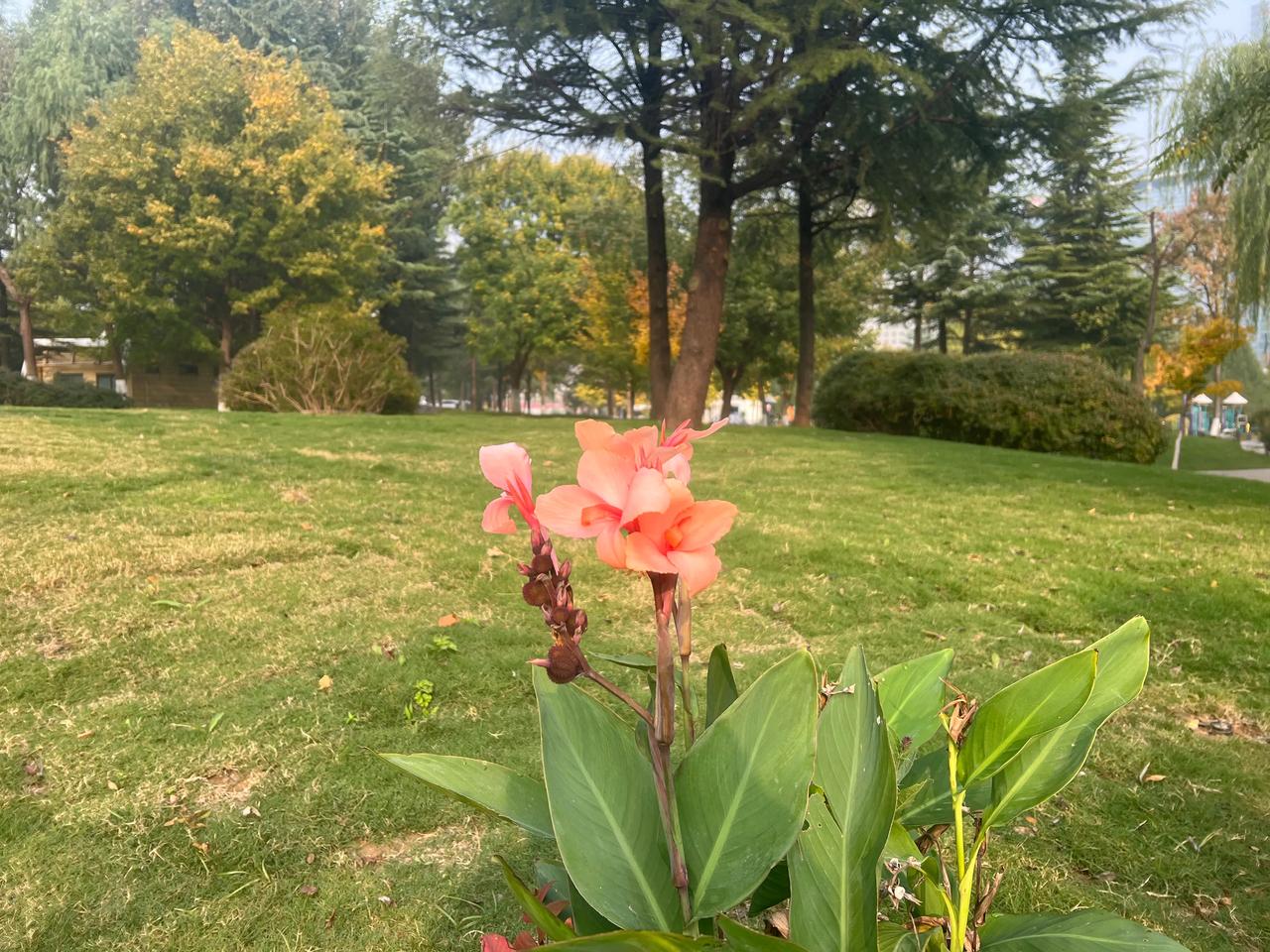 还在绽放着的花花草草