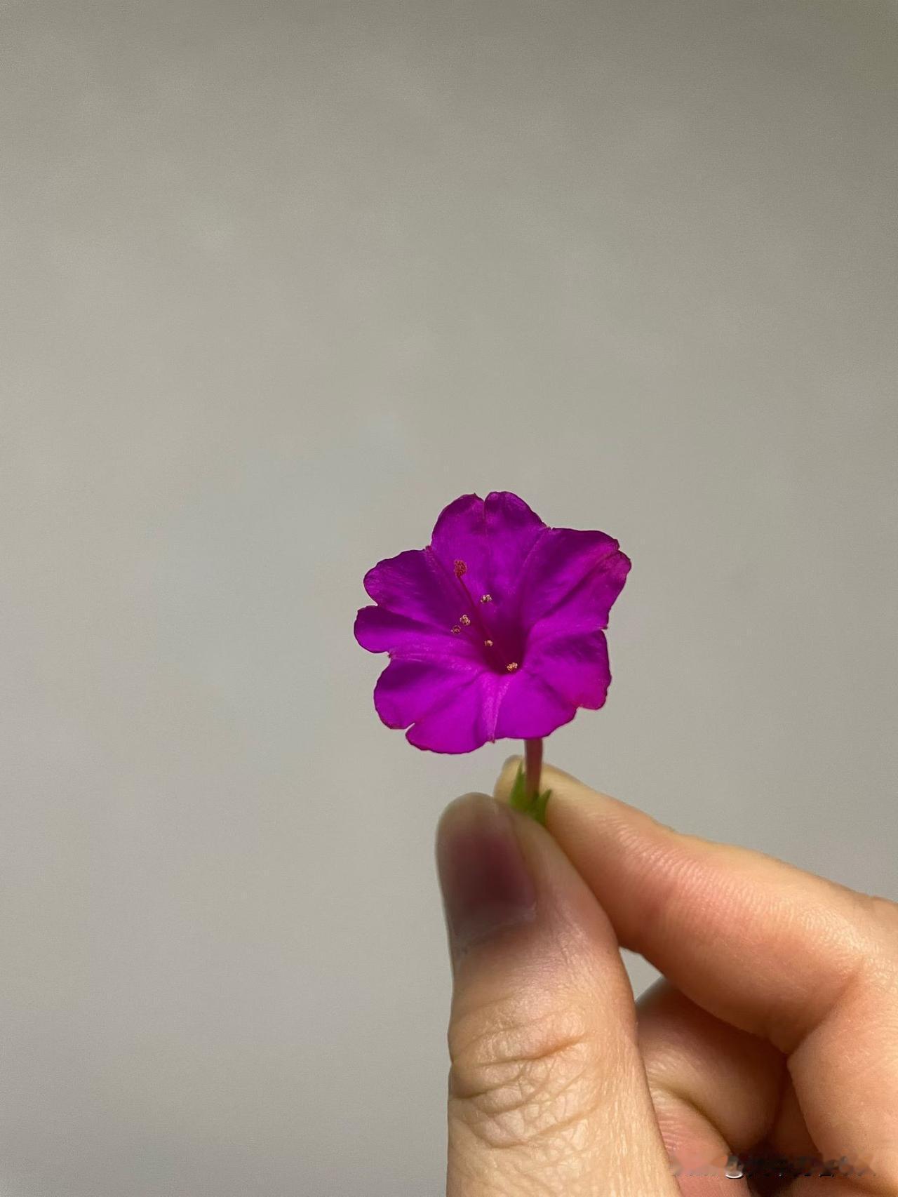 分享一下你随手拍下的照片一朵小花，代表者对生活的热爱。