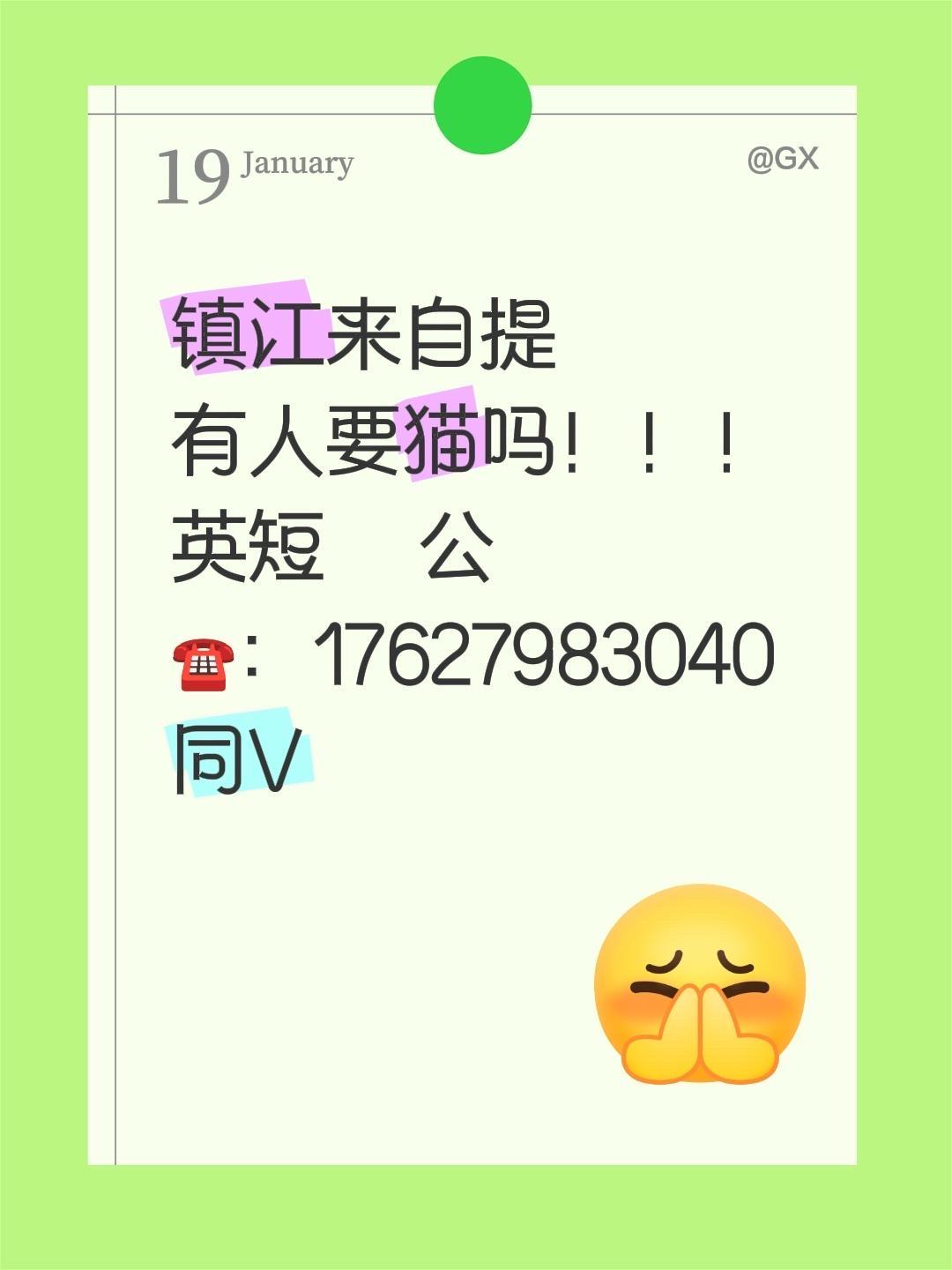 镇江来自提 有人要猫吗！！！ 英短  公   ☎️：17627983040同V