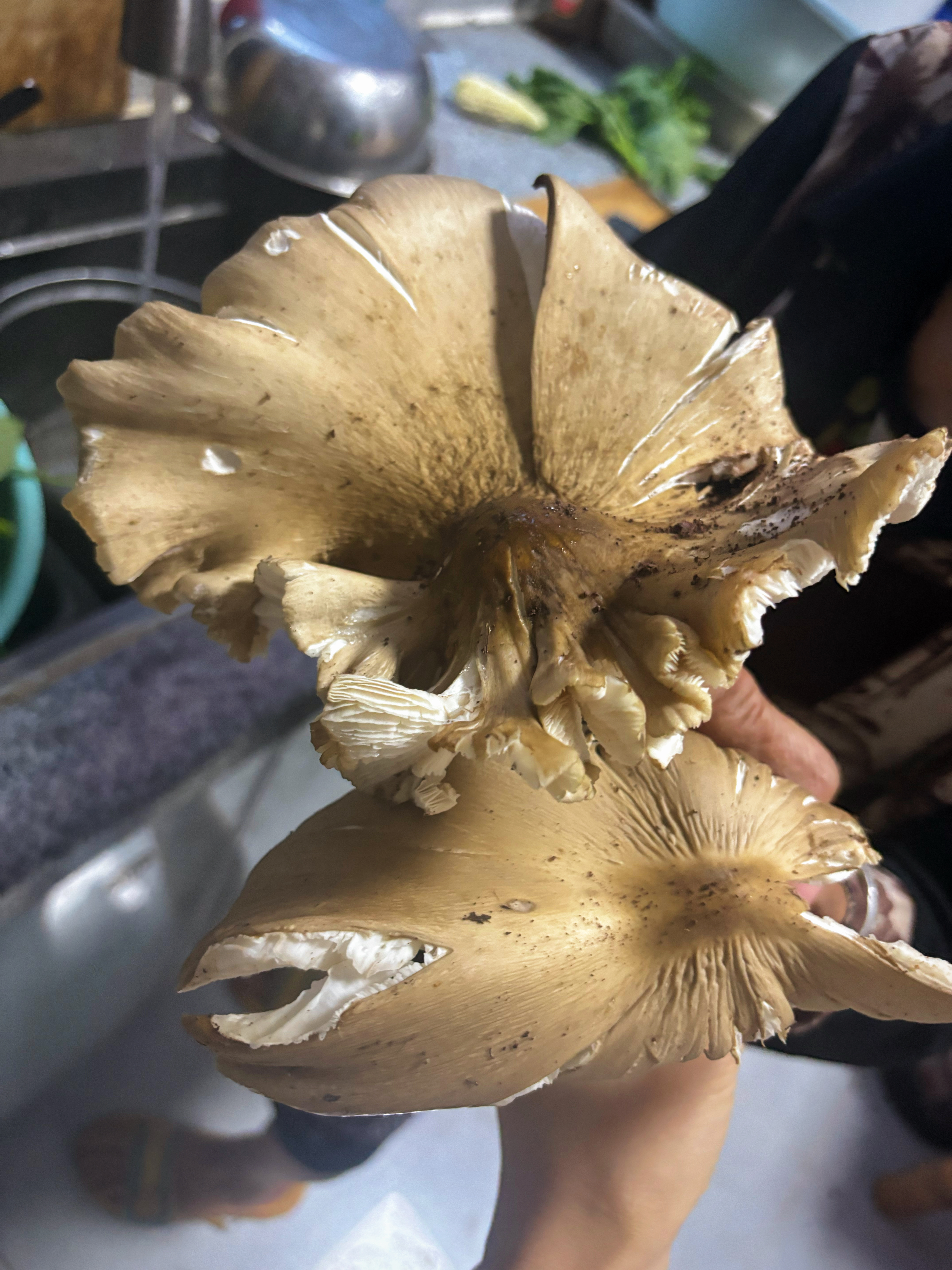 这🉑是个好东西🤓三坝菇超级好吃😋 