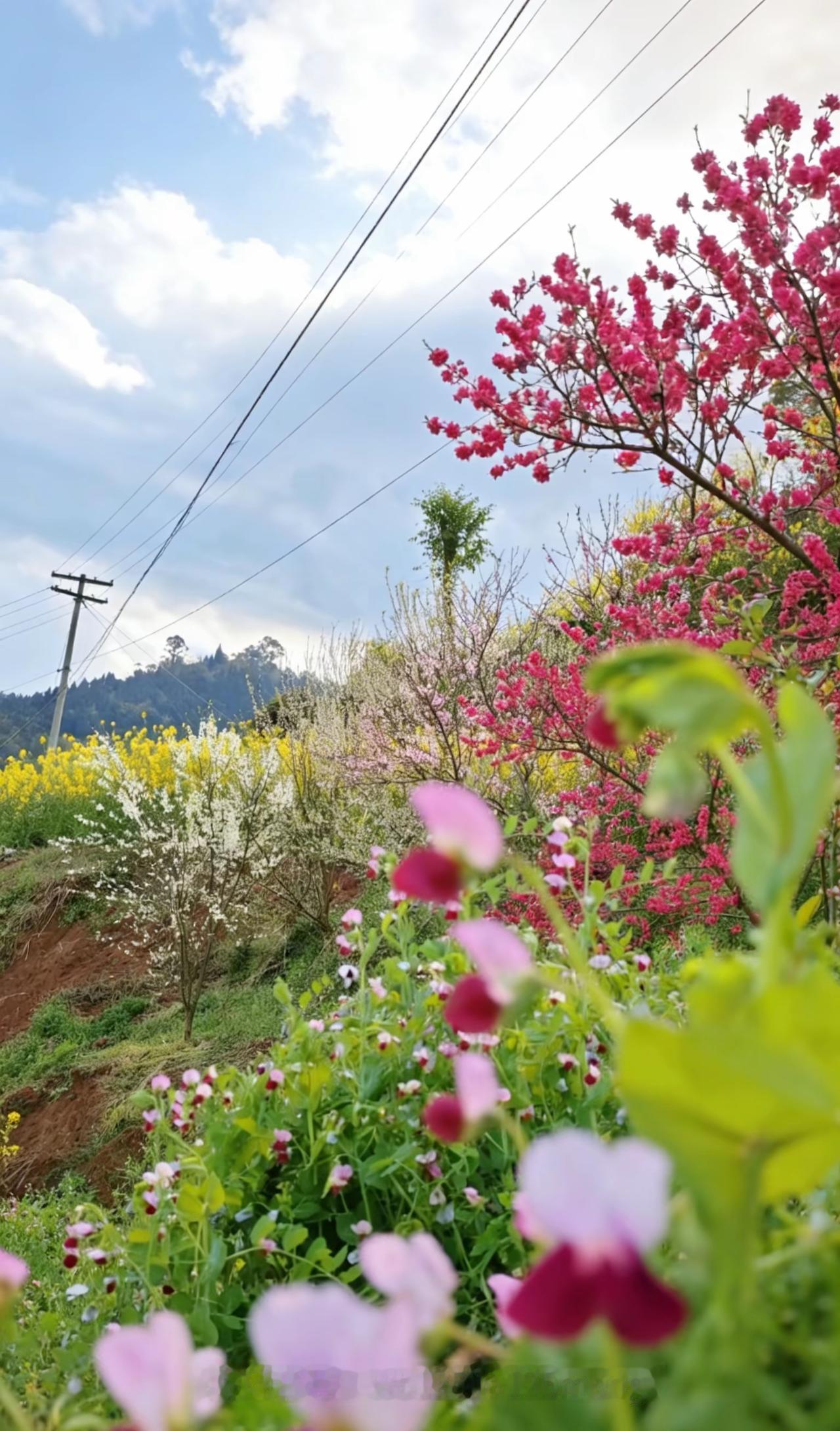 春日花海，粉白相间，美不胜收！🌸🌸🌸