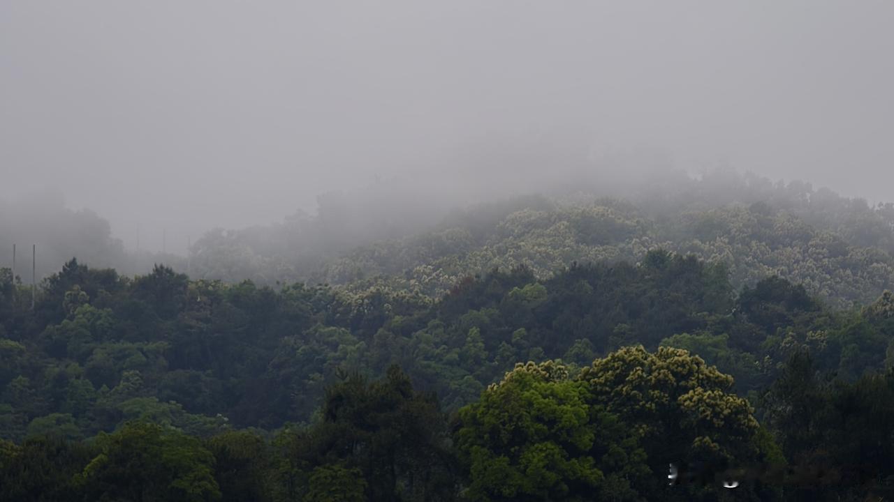 晒图笔记大赛梧州苍梧县六堡茶开茶节！