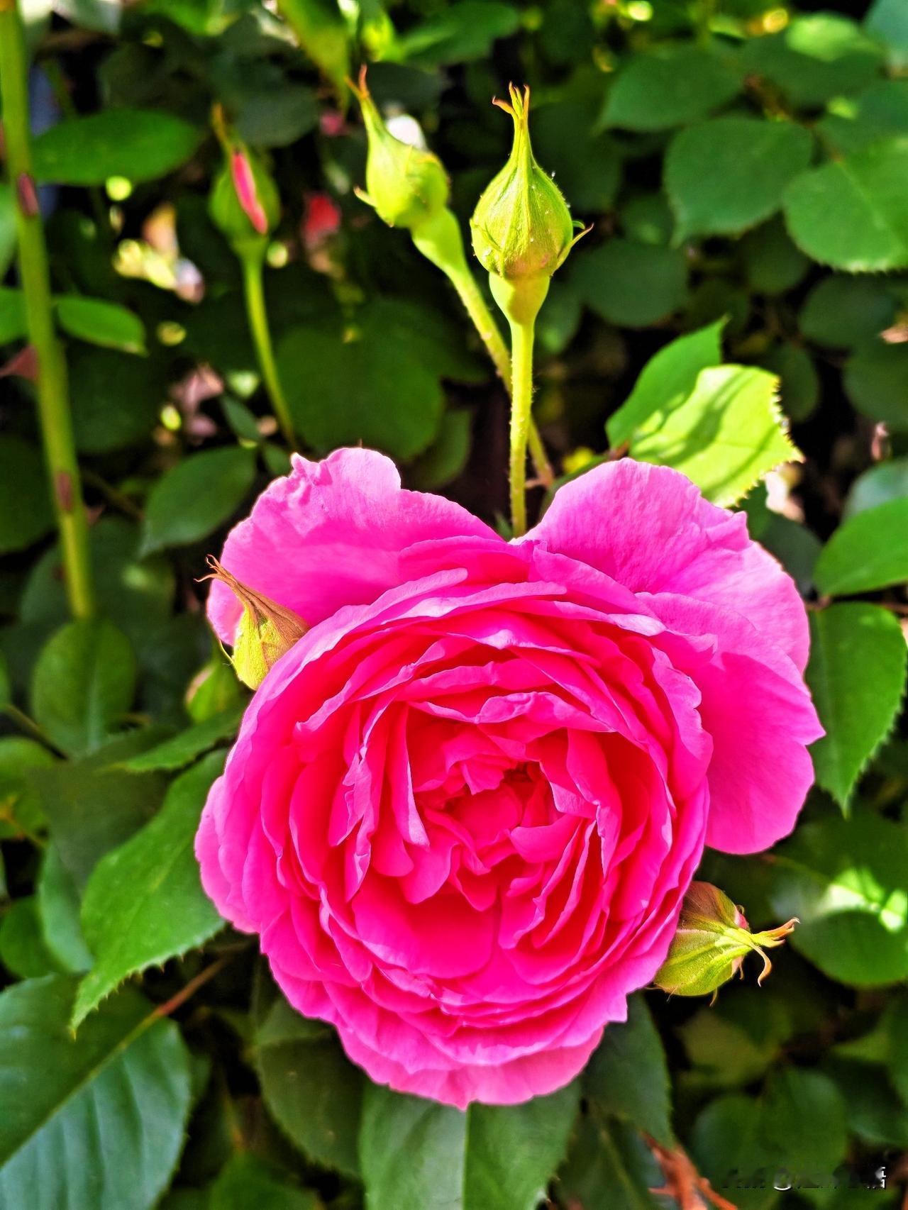 娇艳欲滴的粉色月季，绽放自然之美！🌹💐🌸