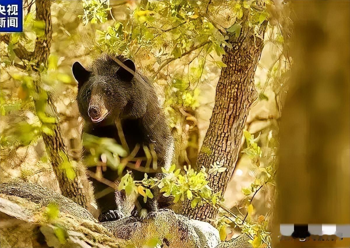 太吓人了！西安女子上山摘果子，被黑熊从身后扑倒撕咬4分钟！

11月8日，据媒体