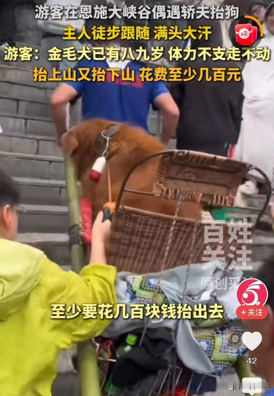 两轿夫抬“狗”上山，主人汗流浃背跟在一旁！

“人与狗”，在恩施大峡谷，形成了一