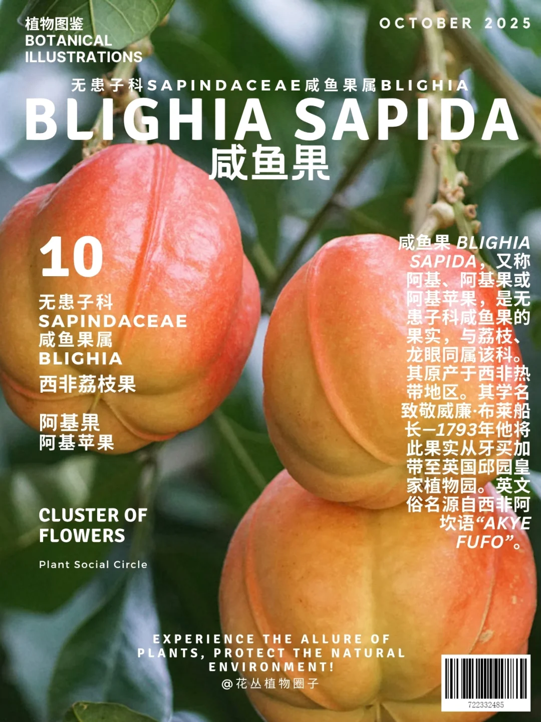 咸鱼果Blighia sapida