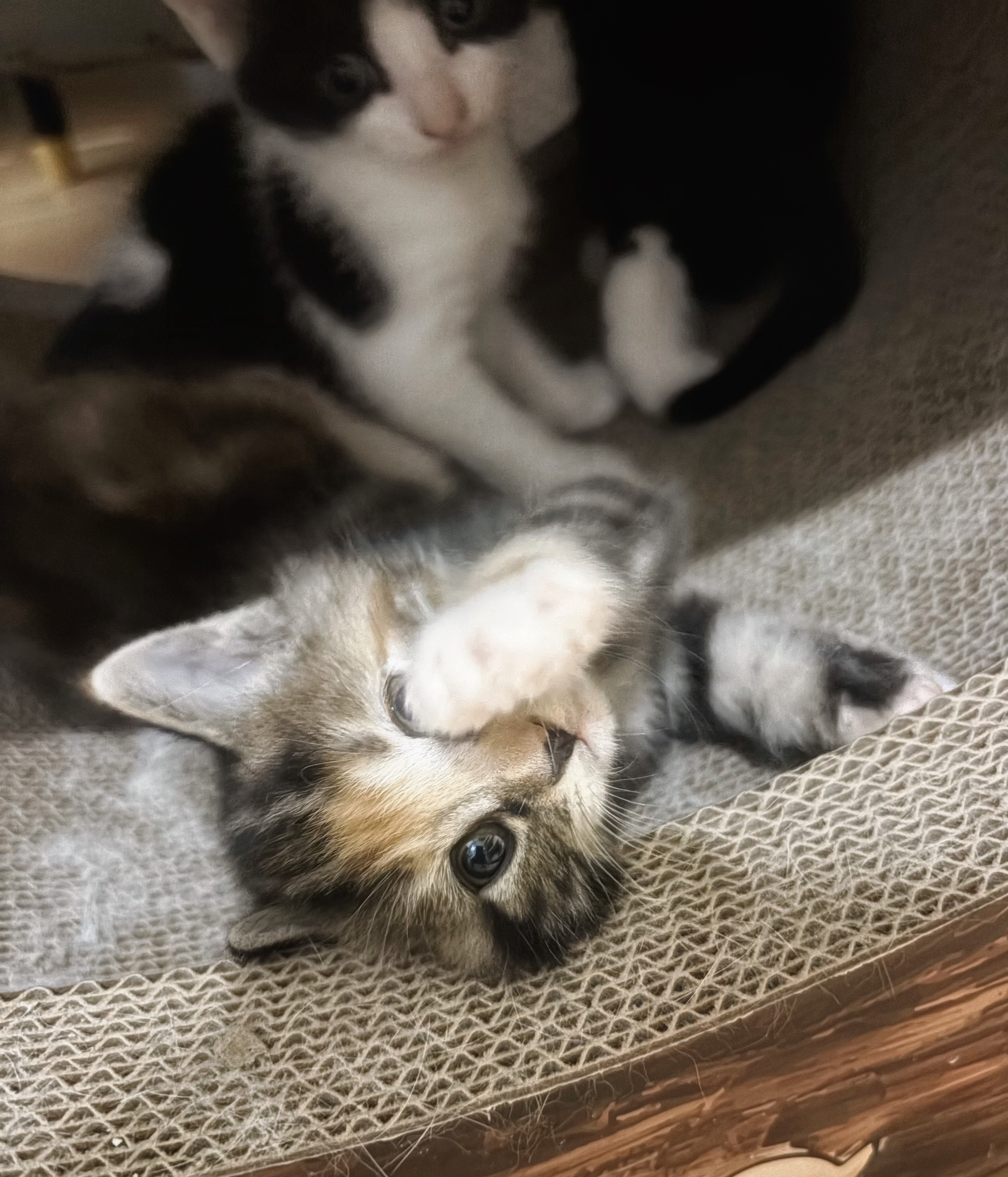 我的花园我的猫 这是蛋妞的娃，已经满月了，已经开始到处溜达，自己探索世界了。我们