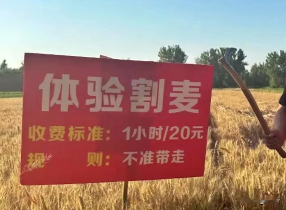要不怎么说浙江人天生会赚钱呢：
杭州周边有不少农户不种水稻种小麦，大家都在纳闷时