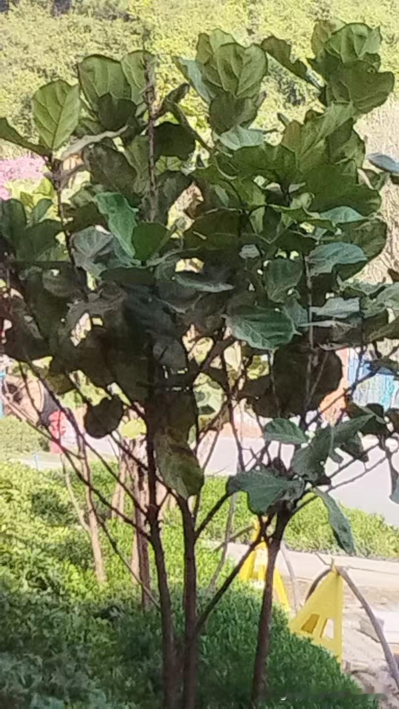 古中医中讲到关系人体健康的肺是与外界氧气交换的重要环节。因此，绿色，富含氧粒子，