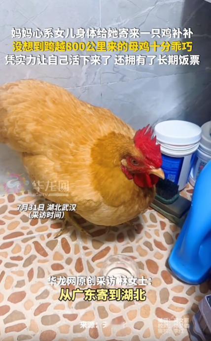 湖北武汉，一妈妈心疼女儿在外打拼身体吃不消，跨越800公里寄来一只鲜活土鸡想给她