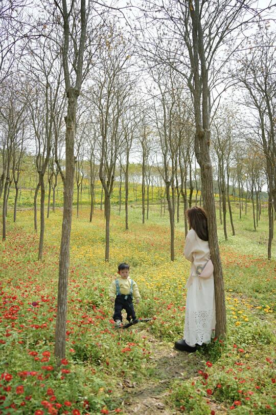 3.16 中山云梯山花海只有地上的fa了🌼