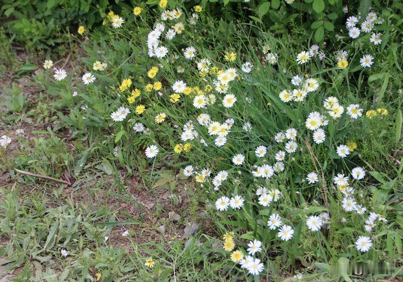 七绝‖丙午三月吟
丙午阳春雏菊香，
清风扑面蕊苍茫。
时光荏苒开三月，
摇曳黄花