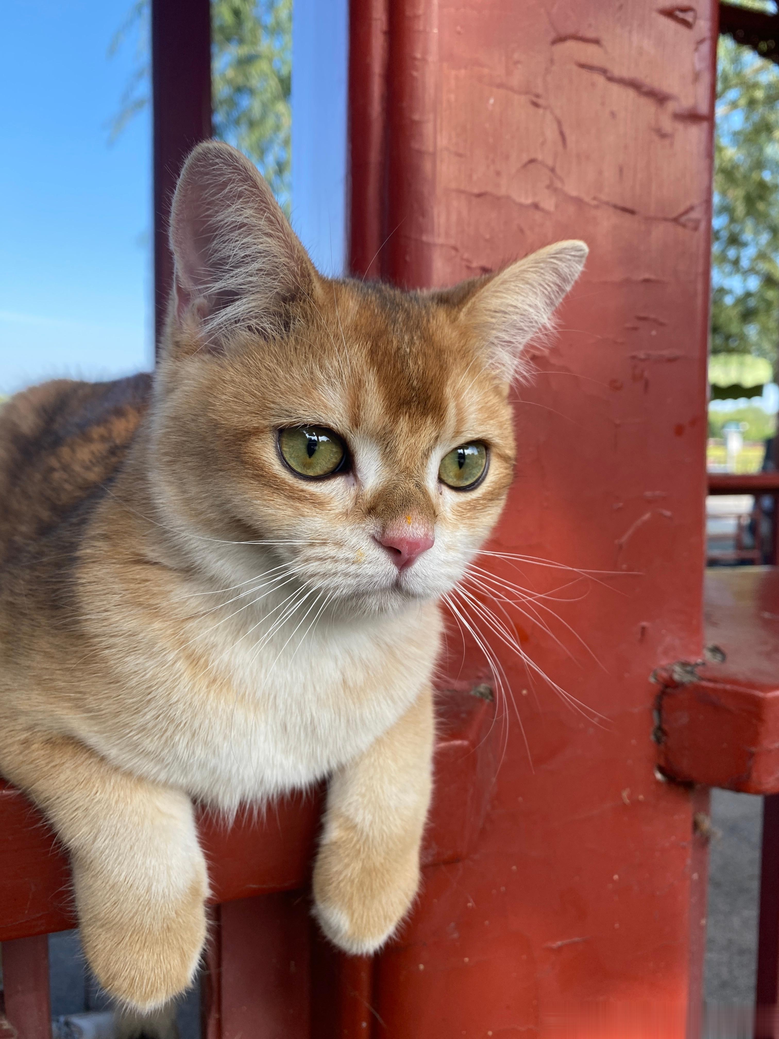 猫生惬意 ​​​
