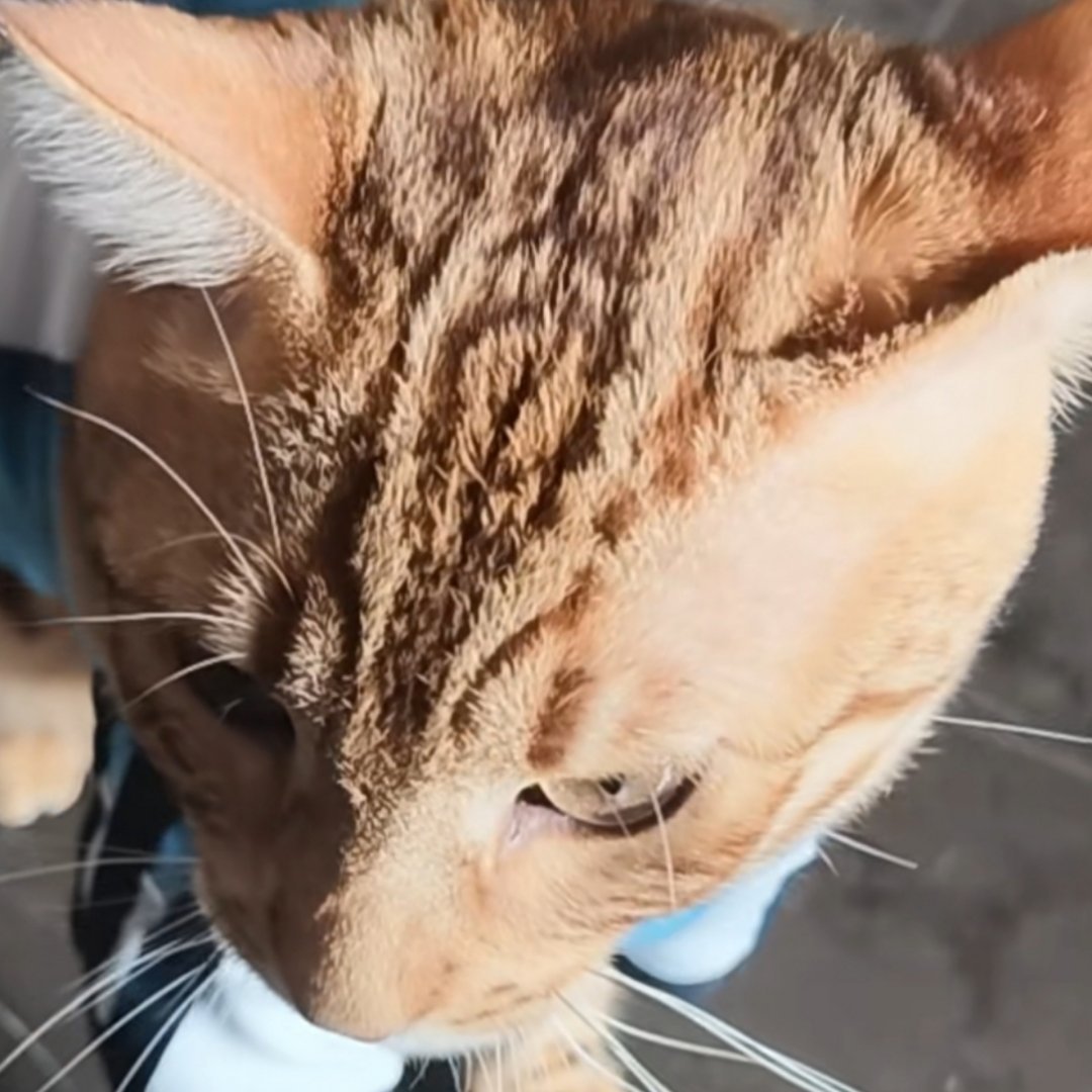 王者の蔑视 