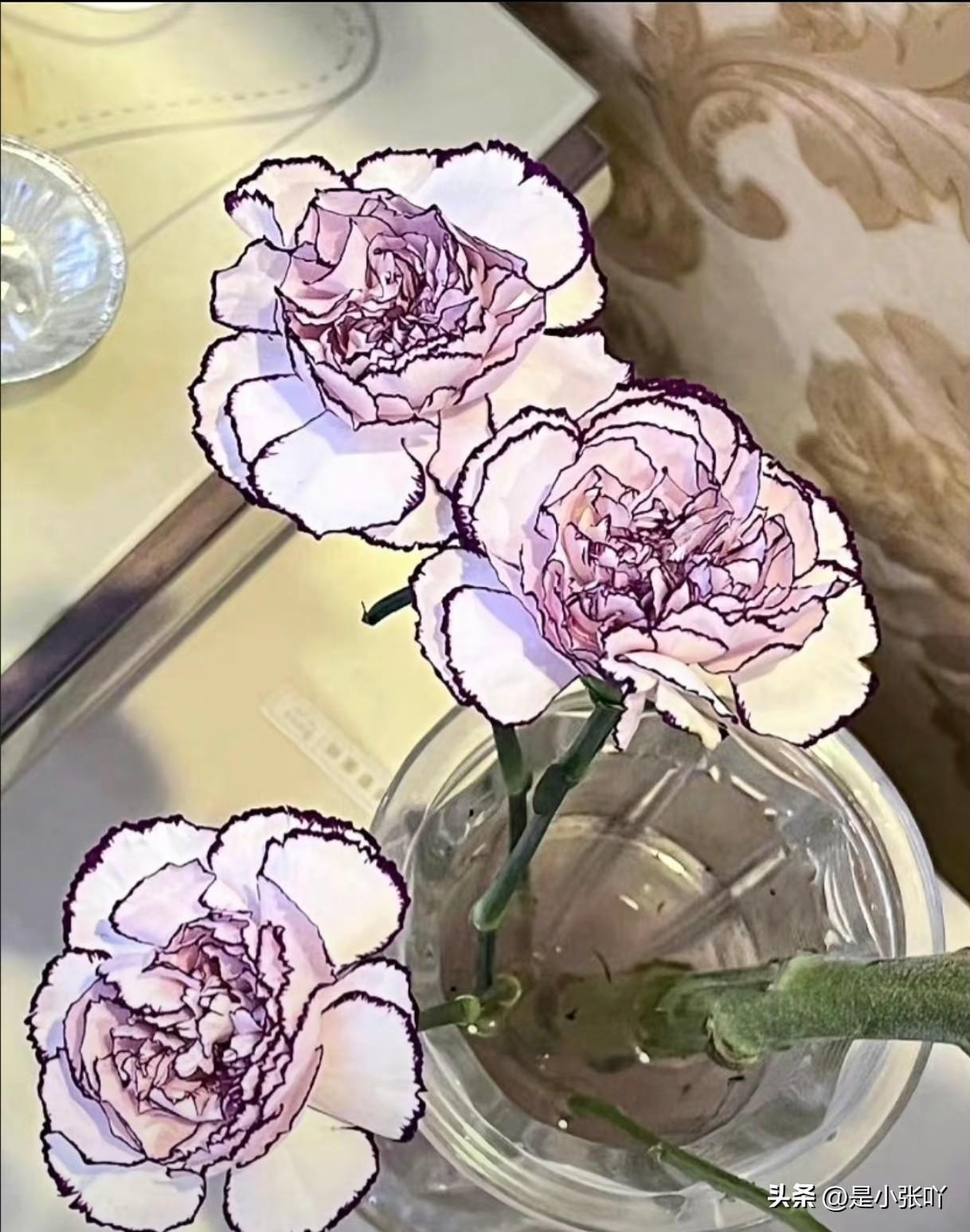 你以为是画？
其实这是真正花朵。
听朋友说，
这是康乃馨的一种，
我没养过不知道