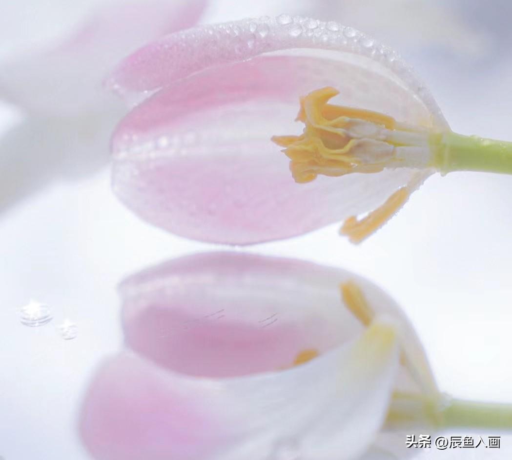 轮回

那一年
我素衣红颜
身居桃源
小酒清茶青花盏
自在洒脱
快乐如南溪鱼儿一